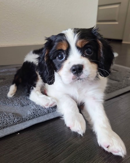 Cavalier King Charles Spaniel-Welpe Bobo