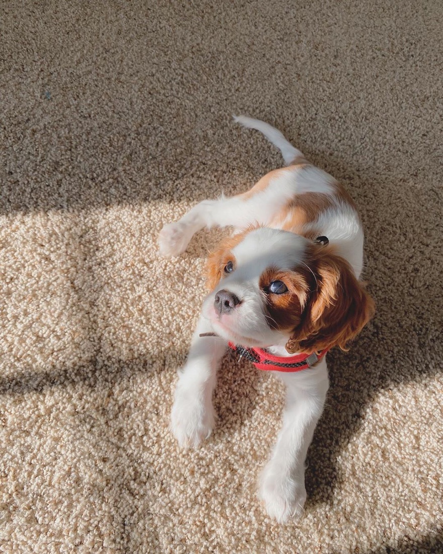 Cavalier King Charles Spaniel-Welpe Garvin