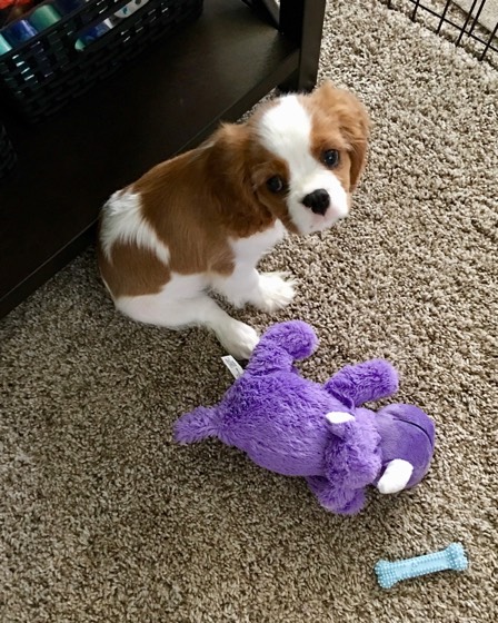 Cavalier King Charles Spaniel-Welpe Ivy