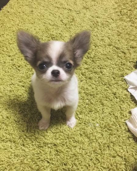 Chihuahua-Welpe Grace