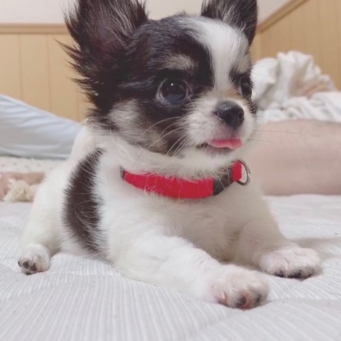 Chihuahua-Welpe
