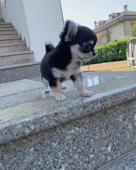 Chihuahua-Welpe Kelly