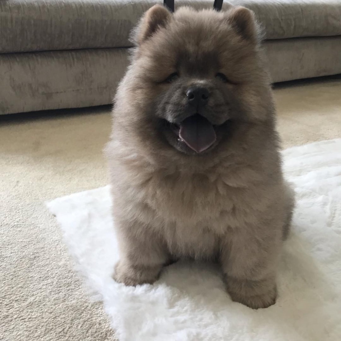 Chow-Chow-Welpe Misty