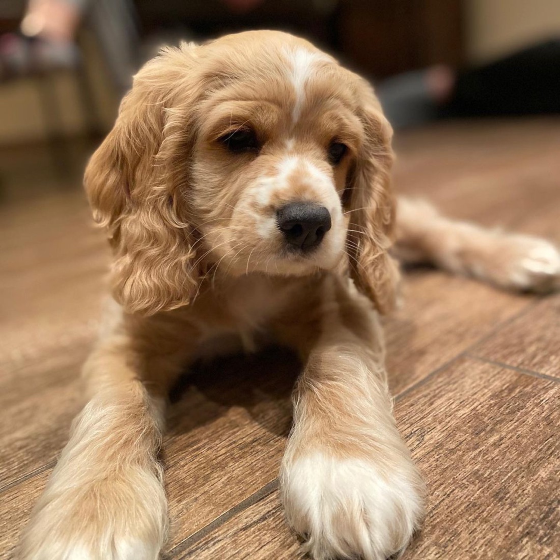 English Cocker Spaniel-Welpe