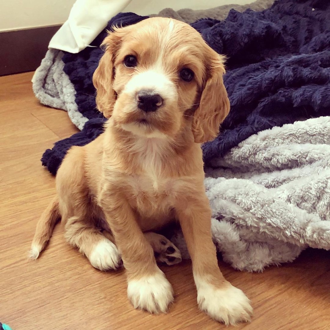 English Cocker Spaniel-Welpe Ollie