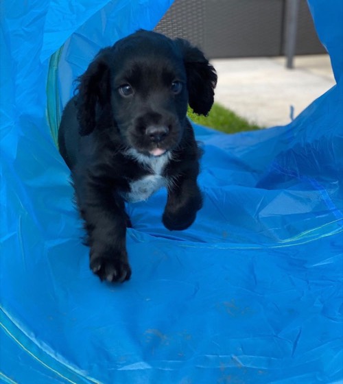 English Cocker Spaniel-Welpe Rory