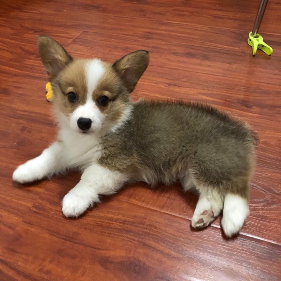 Welsh Corgi Pembroke-Welpe