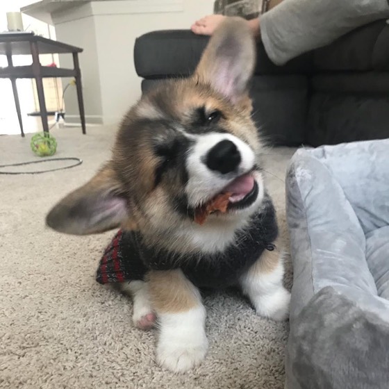 Welsh Corgi Pembroke-Welpe Spike