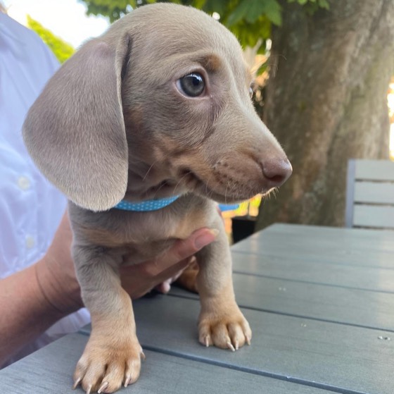 Dackel-Welpe Dobby