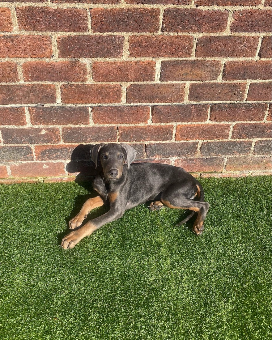 Dobermann-Welpe Dash