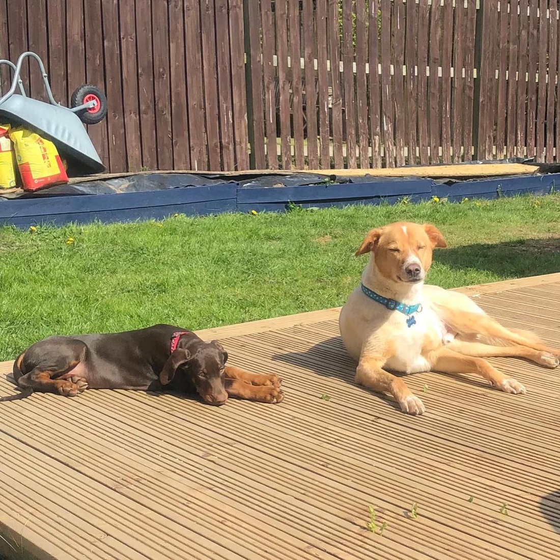 Dobermann-Welpe Erso
