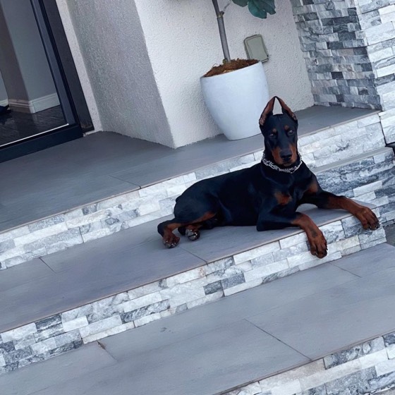 Dobermann-Welpe Kane