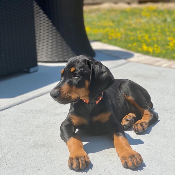 Dobermann-Welpe Lua