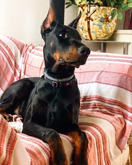 Dobermann-Welpe