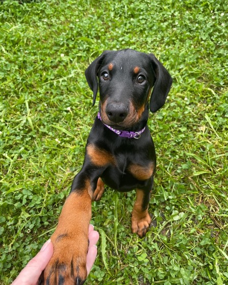 Dobermann-Welpe Mimi