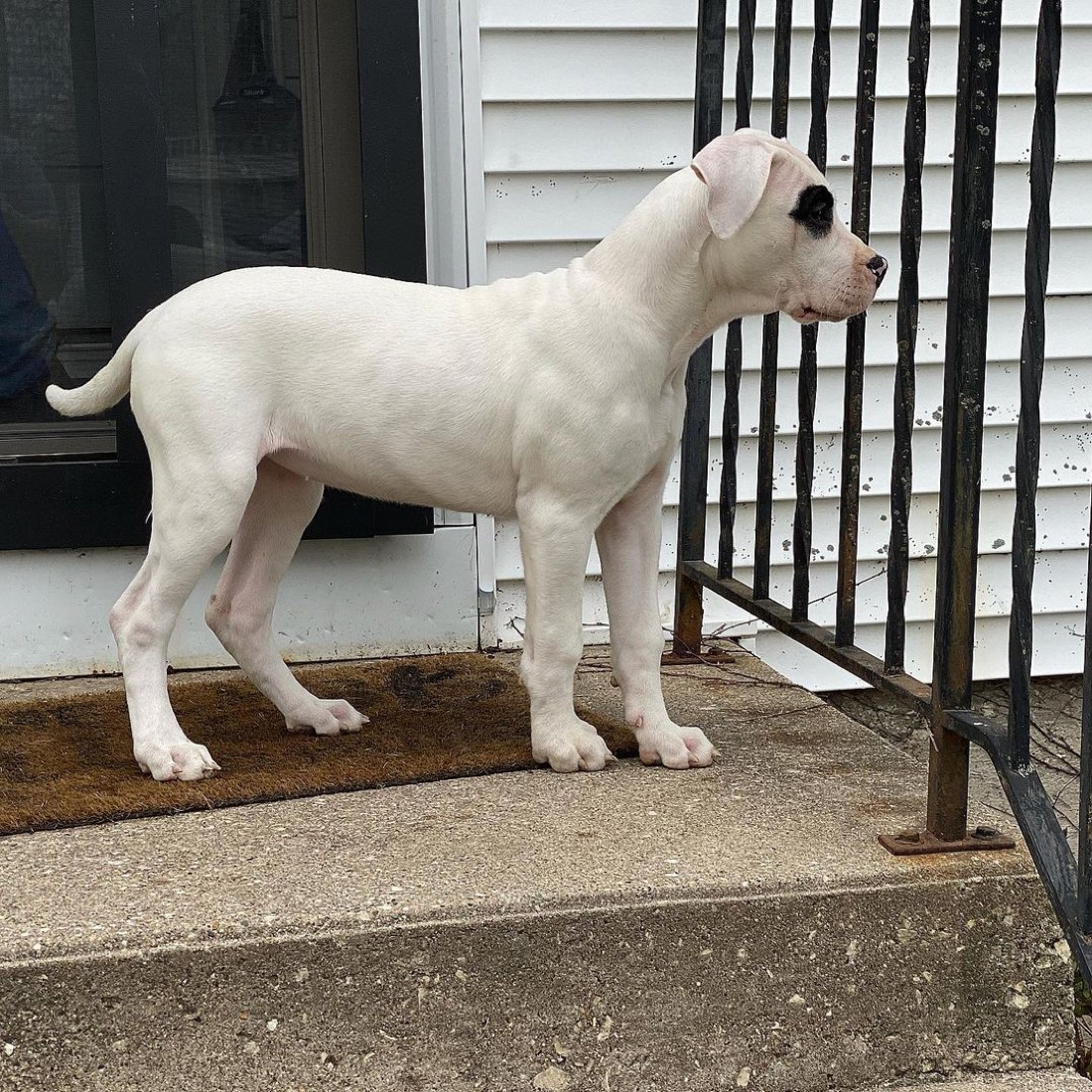 Dogo Argentino-Welpe Alita