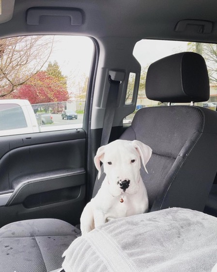 Dogo Argentino-Welpe Luka