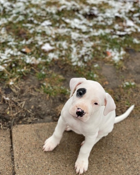 Dogo Argentino-Welpe