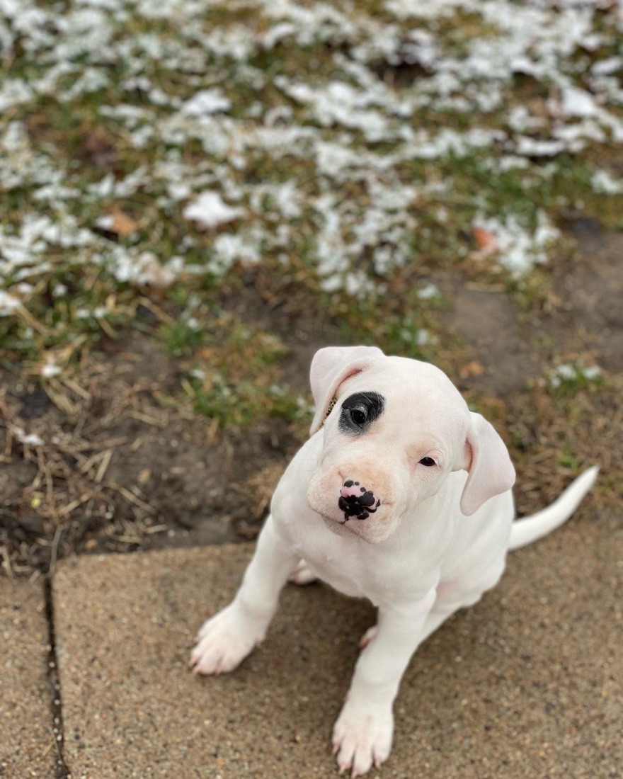 Dogo Argentino-Welpe