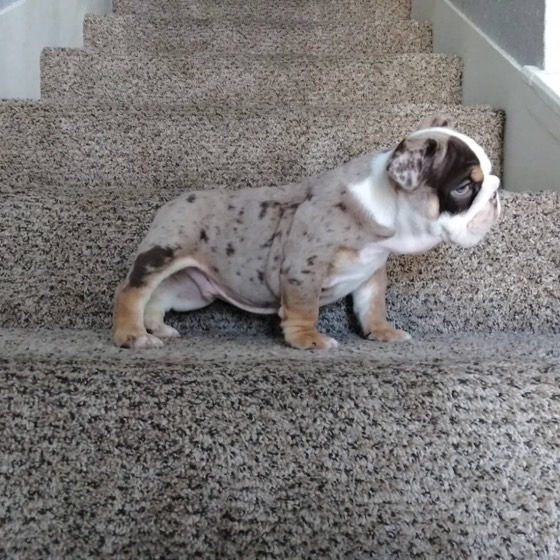 Englische Bulldogge-Welpe Bianca