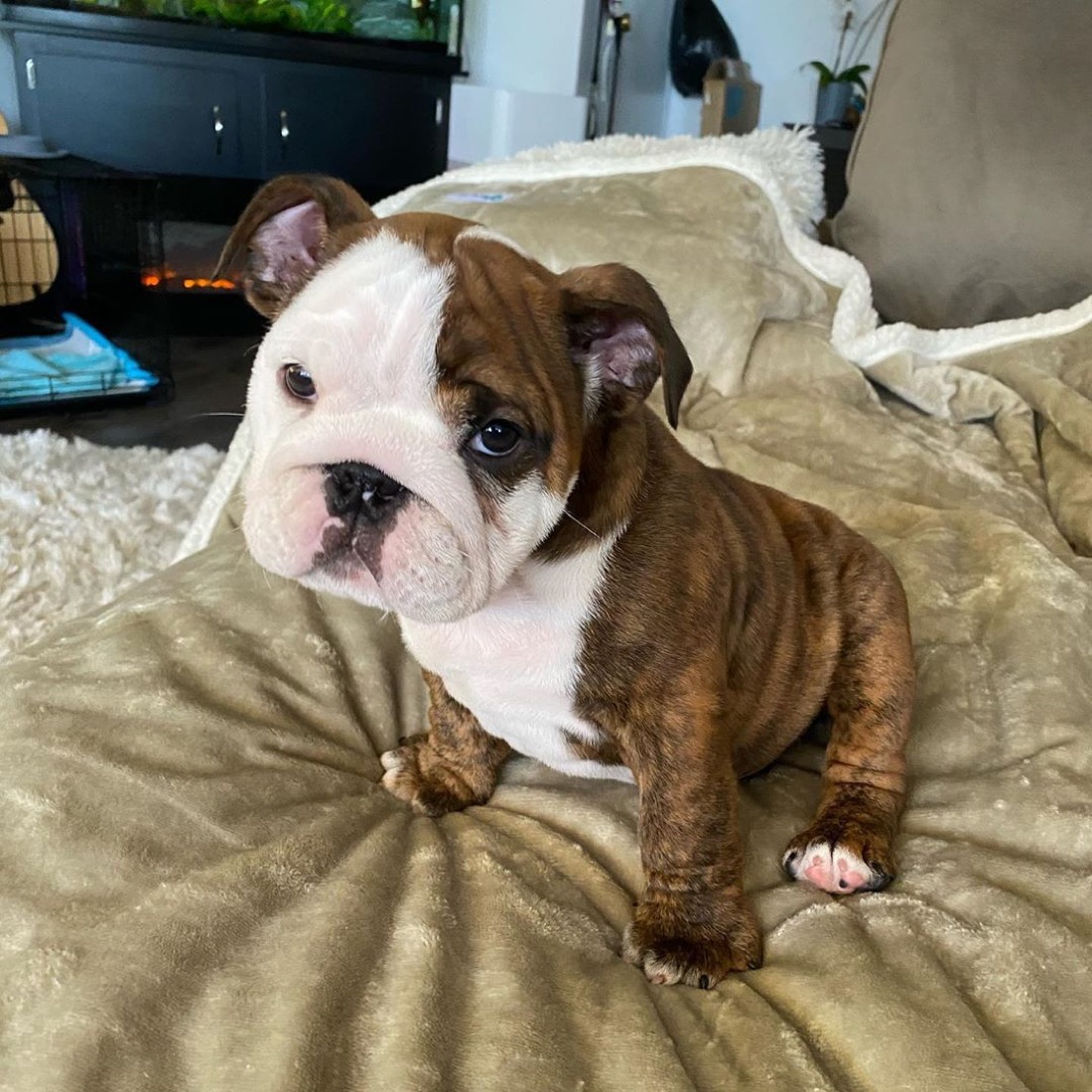 Englische Bulldogge-Welpe El