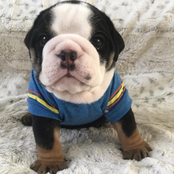 Englische Bulldogge-Welpe