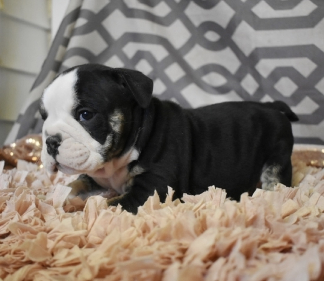 Englische Bulldogge-Welpe Romari