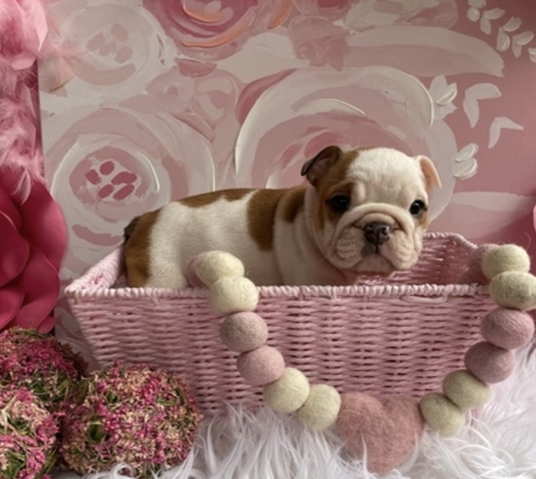 Englische Bulldogge-Welpe Roxi