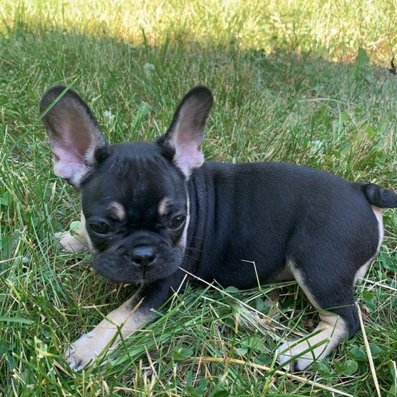 Französische Bulldogge-Welpe Bentley