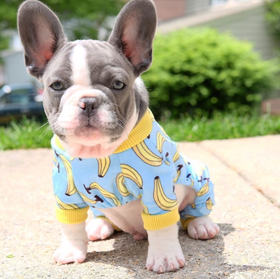 Französische Bulldogge-Welpe Gray