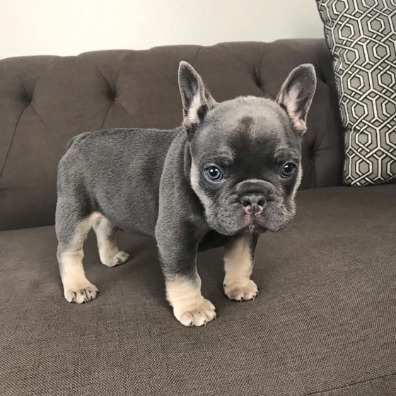 Französische Bulldogge-Welpe Jetta