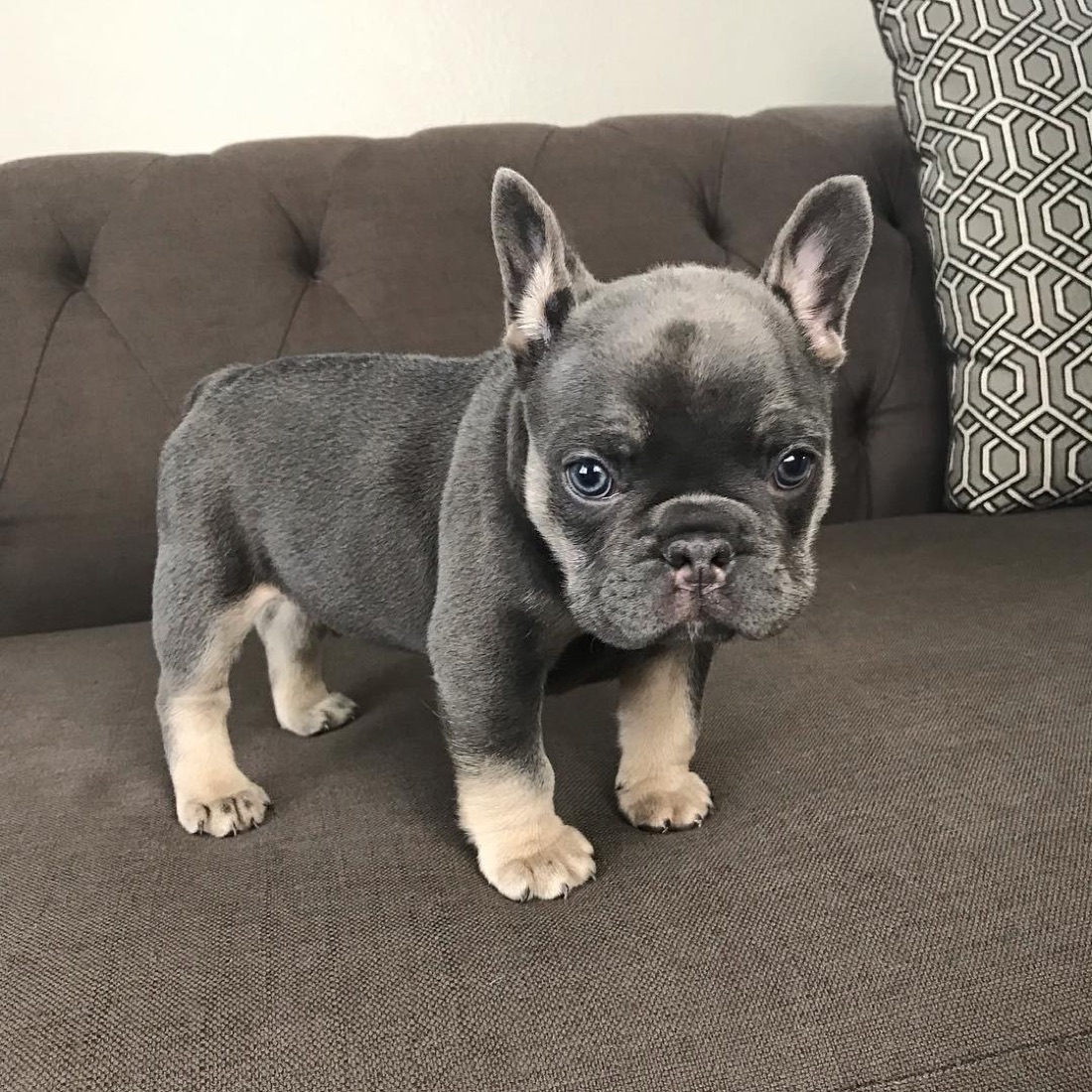 Französische Bulldogge-Welpe Jetta