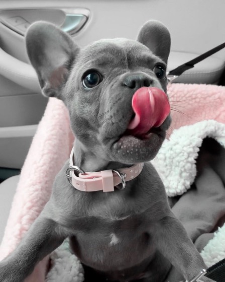 Französische Bulldogge-Welpe Loulou
