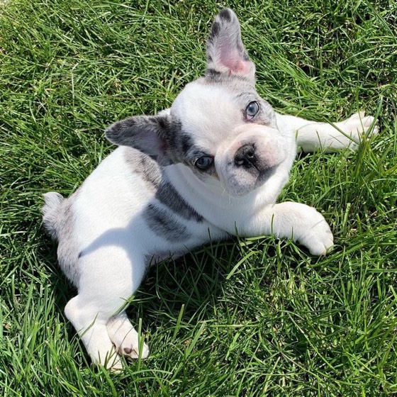 Französische Bulldogge-Welpe Marie