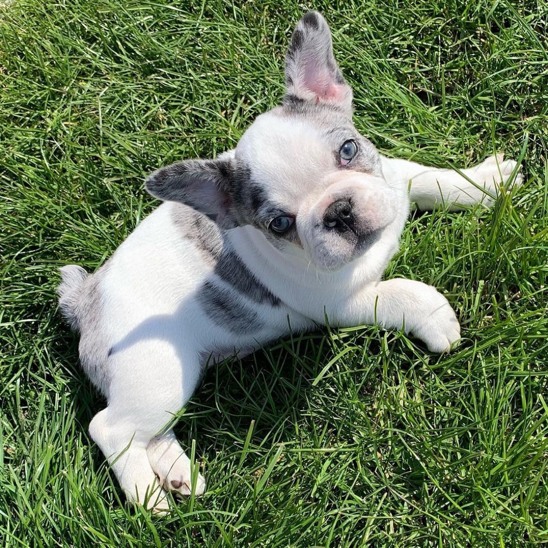 Französische Bulldogge-Welpe Marie