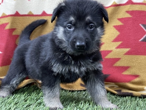 Deutscher Schäferhund-Welpe Barry