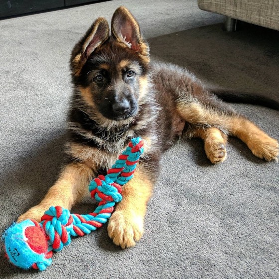 Deutscher Schäferhund-Welpe