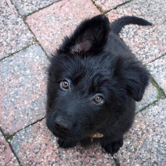 Deutscher Schäferhund-Welpe Marley