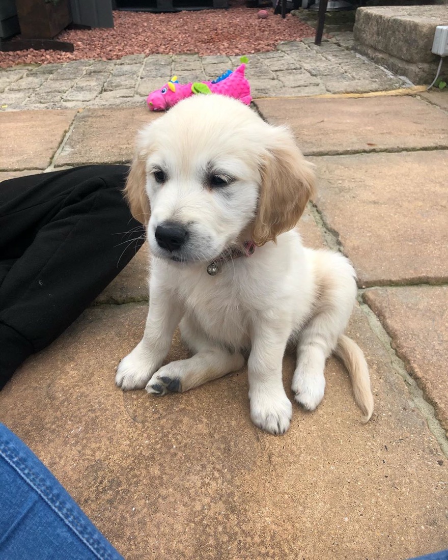 Golden Retriever-Welpe Bella