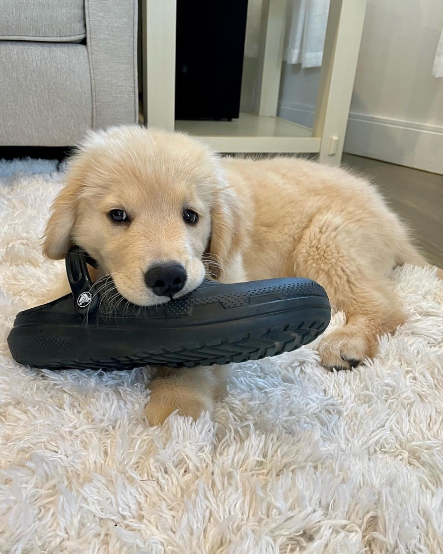 Golden Retriever-Welpe Jax