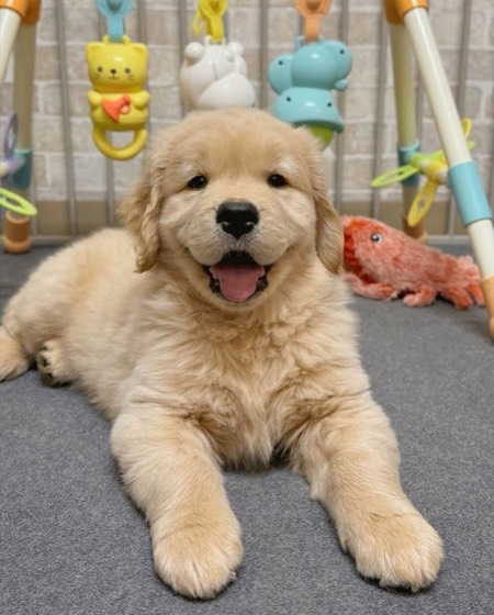 Golden Retriever-Welpe