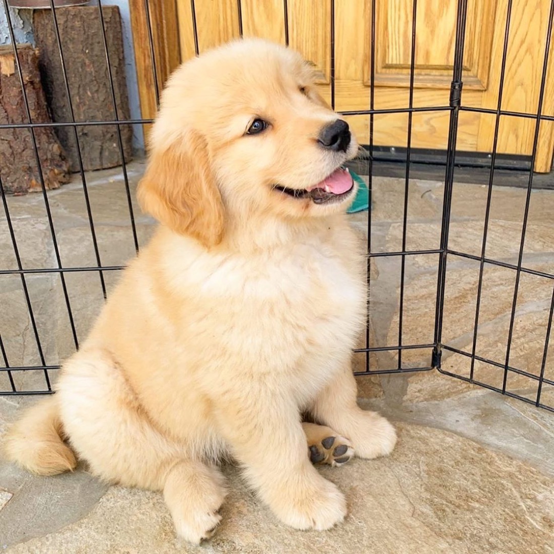 Golden Retriever-Welpe Lily