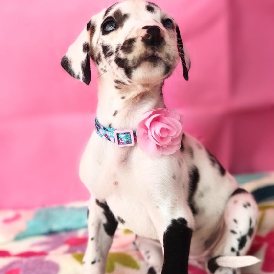 Deutsche Dogge-Welpe Luna