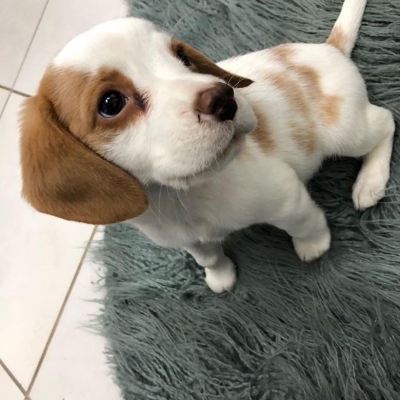 Jack Russell Terrier-Welpe Akira
