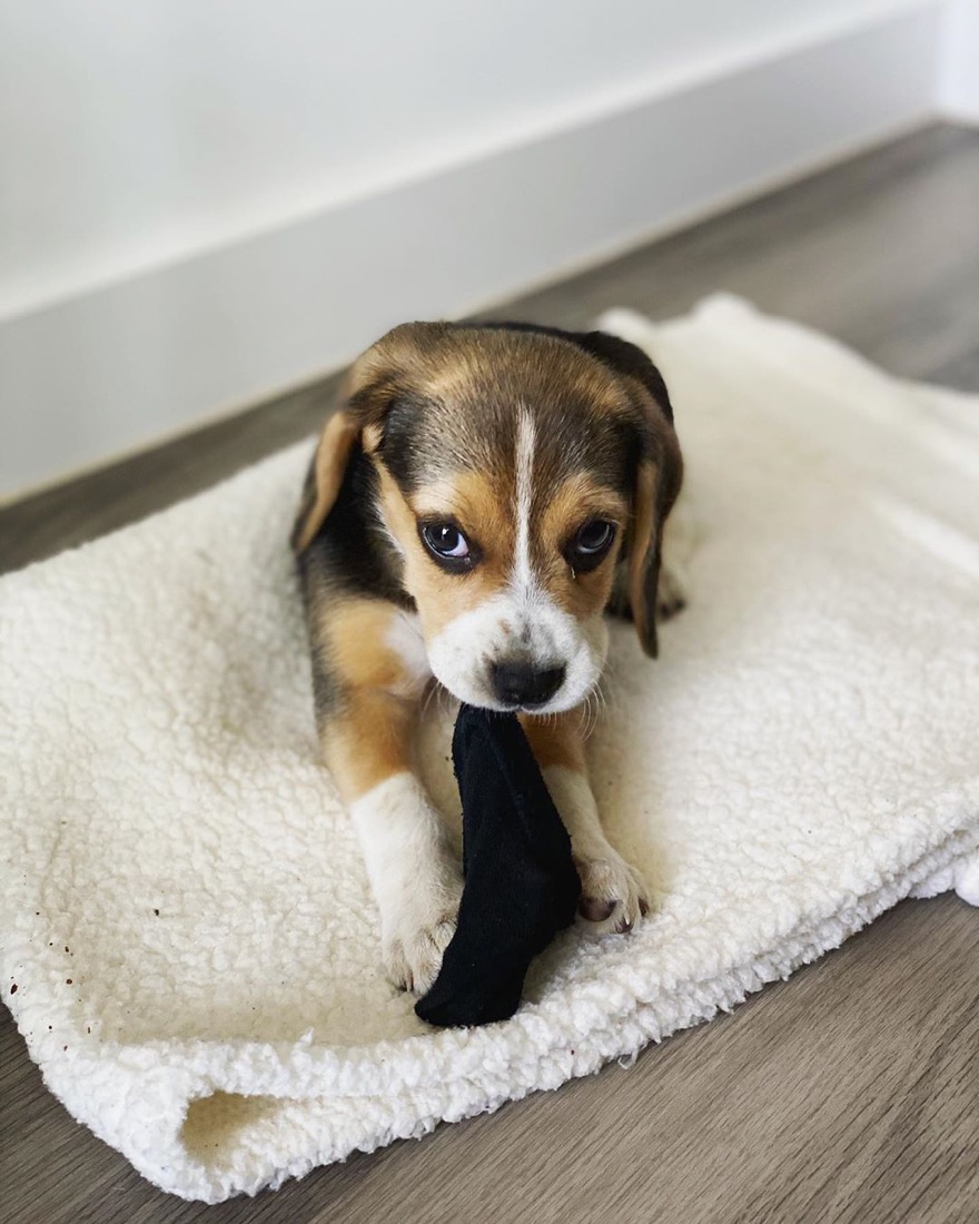 Jack Russell Terrier-Welpe Benji