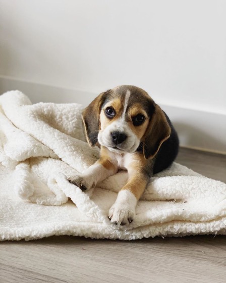 Jack Russell Terrier-Welpe Bailey