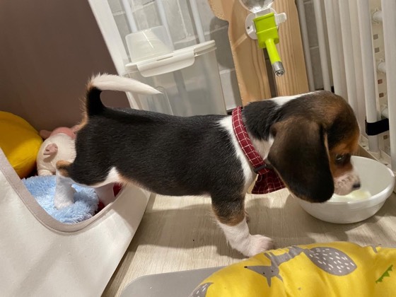 Jack Russell Terrier-Welpe Bear