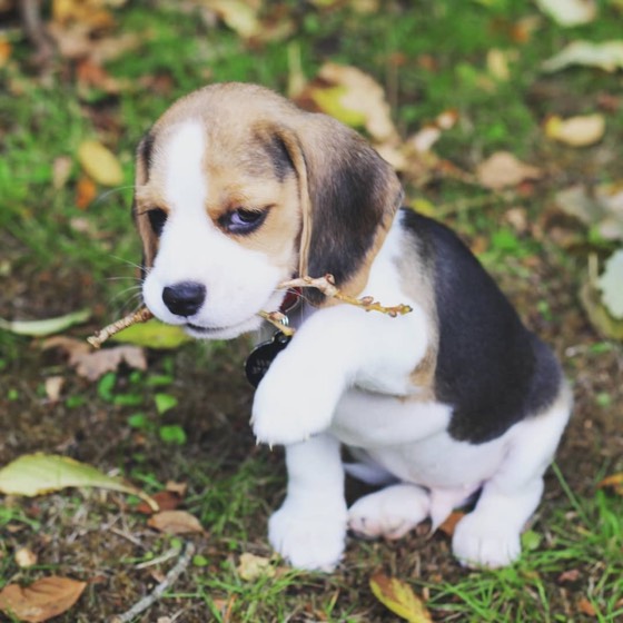 Jack Russell Terrier-Welpe