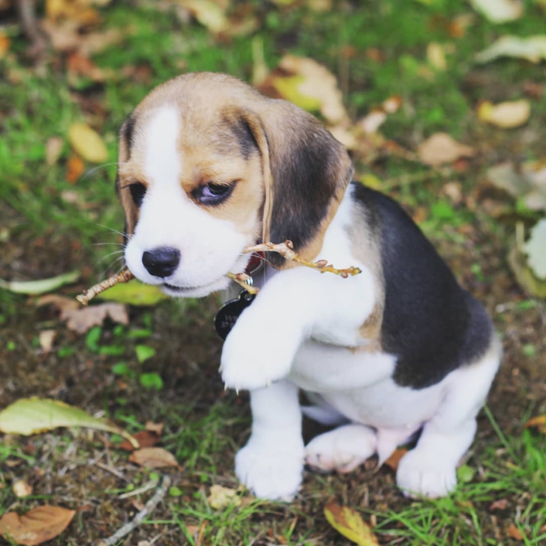 Jack Russell Terrier-Welpe
