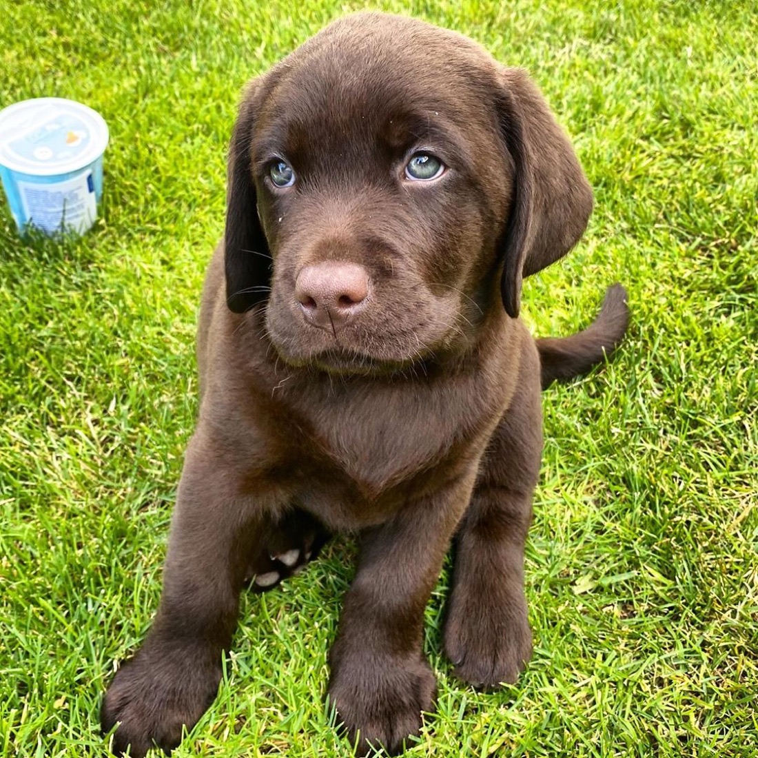 Labrador Retriever-Welpe Brownie